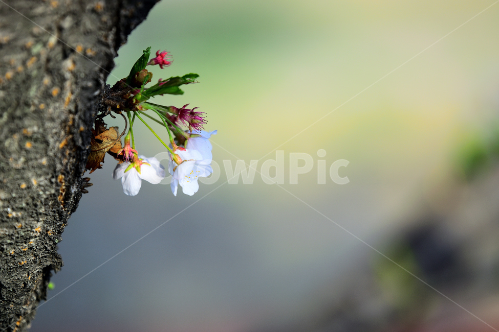 봄,꽃,벚꽃,식물,하얀,대비,조화,포커스,귀여움,생명,의지,봄,계절,spring,season,식물,자연,plants,nature,꽃,flower,invertebrate,무척추 동물,insect,곤충,bee,벌,animal,동물,plant