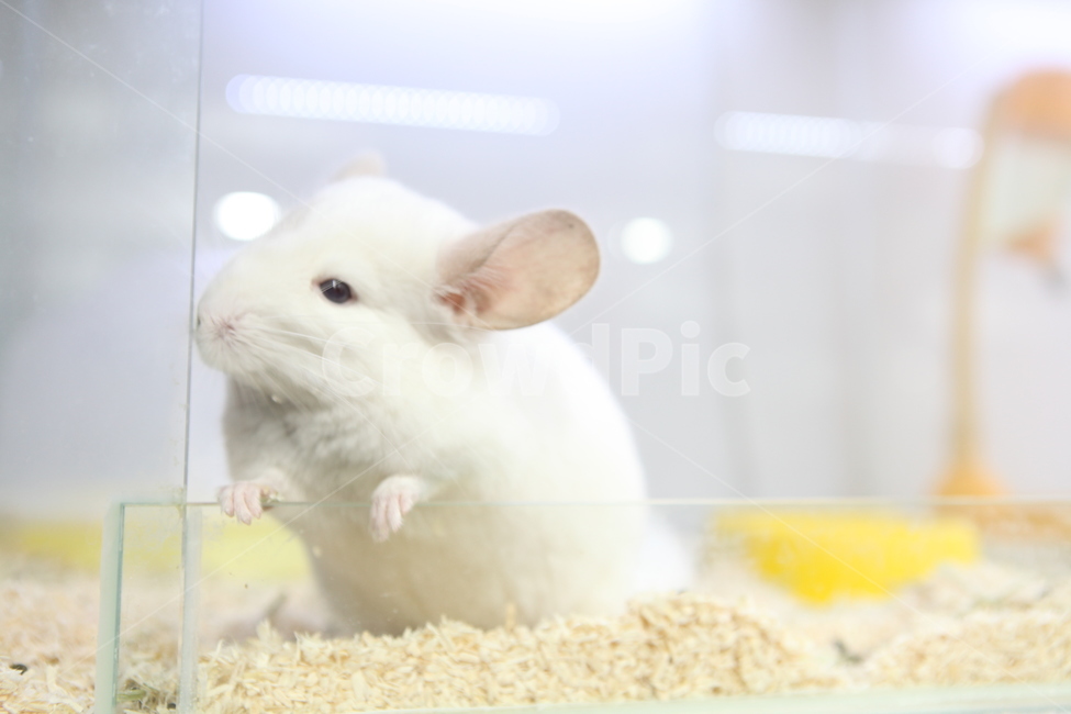 쥐,동물,animal,mouse,white,쥐띠,2020년,동물,animal,포유류,mammal