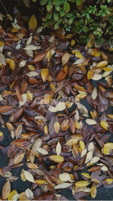 낙엽,단풍,감성사진,감성,가을,갈색,가을정취,계절,nature,season,fail,젖은낙엽