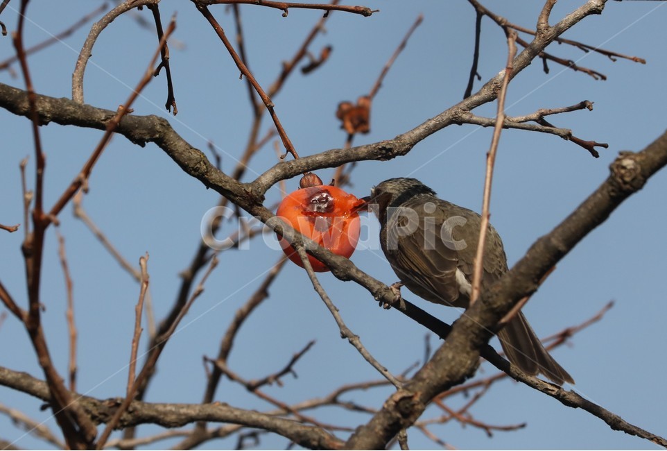 새밥,감나무,홍시,새,하늘,동물,animal,조류,새,birds