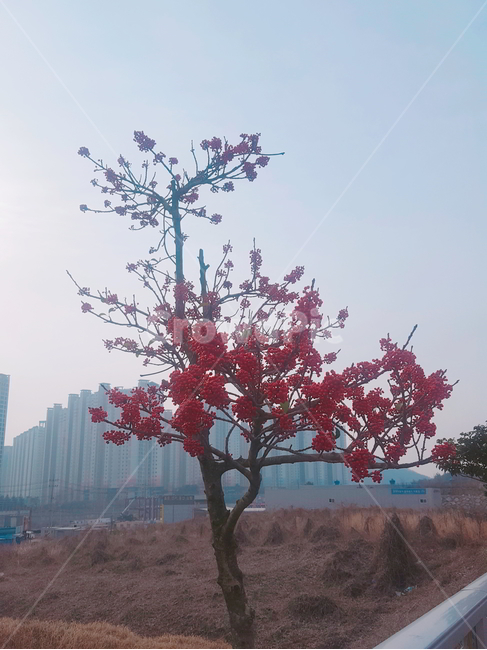 빨강색,열매,나무,꽃,자연
