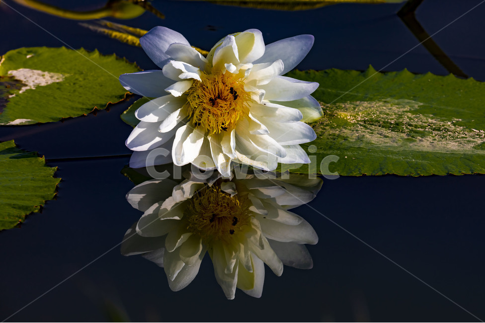 수련,연꽃,연,수상식물,습지,연못,반영,식물,에이트런스,청순,부엽식물,flower,식물,자연,plants,nature,꽃,flower