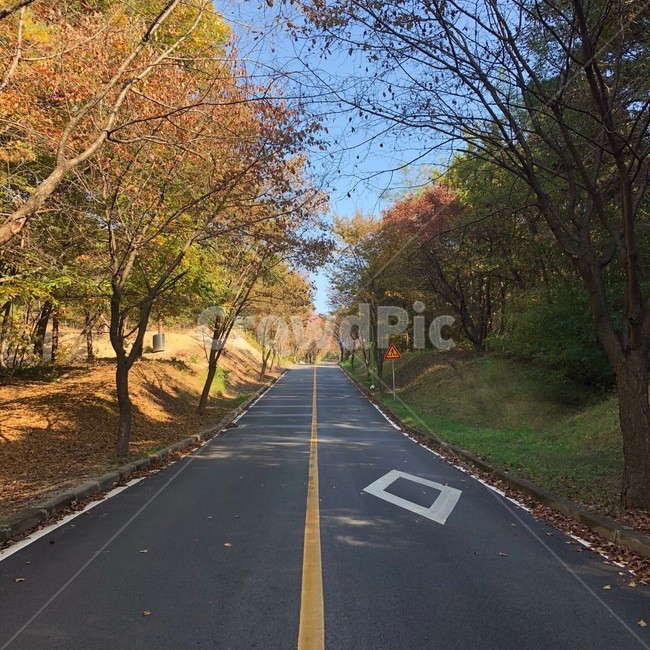 가을,산,단풍,예술,도로,가을,계절,fall,autumn,season,자연,풍경,nature,landscape,asphalt,아스팔트,road,freeway,고속 도로,highway,고속도로