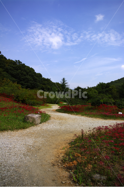 하늘,길,나무,꽃,꽃무릇,풍경,자연,풍경,nature,landscape,dirt road,흙길,road,도로,gravel,자갈