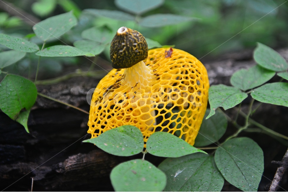 plant,식물,fungus,진균류,망태버섯,노랑망태버섯,버섯,포자,독버섯,노랑,노랑망태,그물망,망태,버섯,mushroom