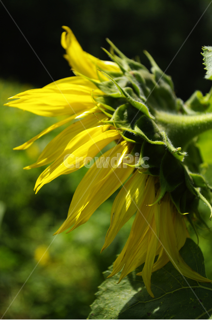 해바라기,꽃,flower,식물,plant,식물,자연,plants,nature,꽃,flower