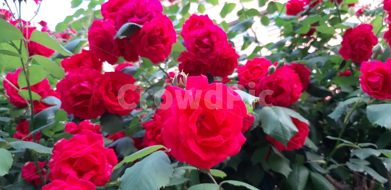 꽃,장미,식물,rose,flower