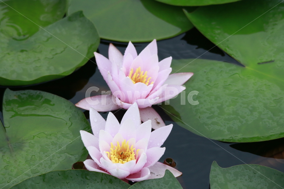 수련,연꽃,여름,가을,꽃