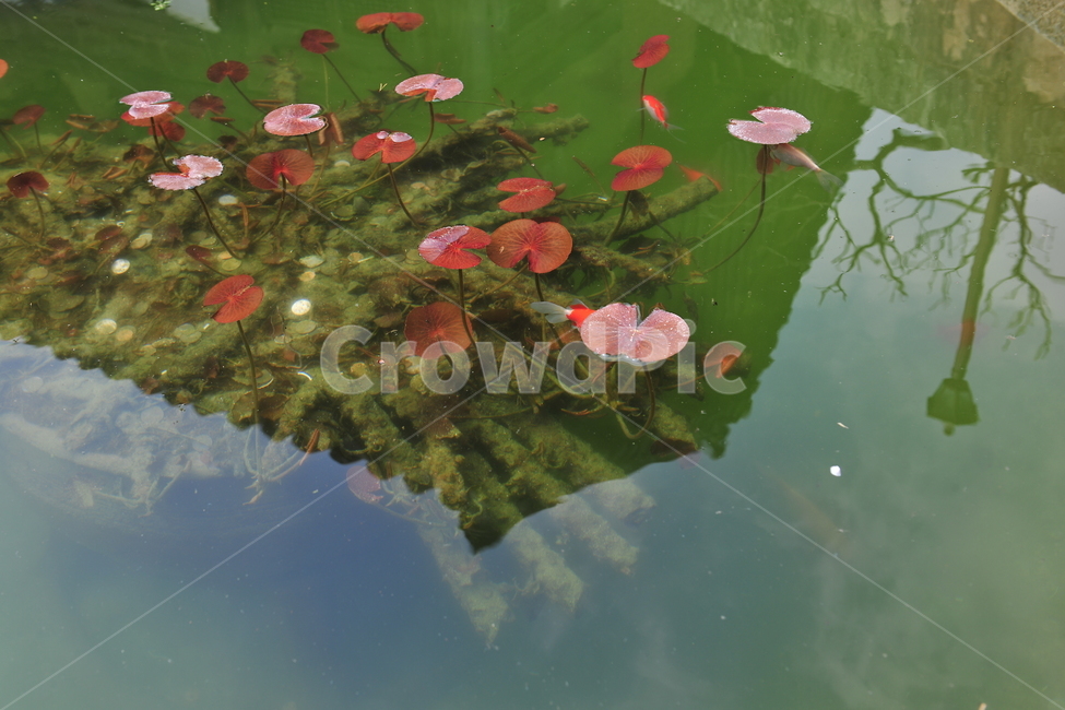 반영,연잎,연꽃,연못,plant,식물,꽃,flower,water,물,금붕어,잉어
