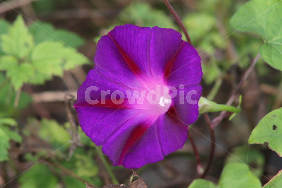 나팔꽃,꽃,식물,야생화,morningglory,식물,자연,plants,nature,꽃,flower