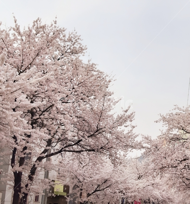 flower,봄,blossom,벚꽃,cherryblossom,꽃,spring,식물,자연,plants,nature,꽃,flower