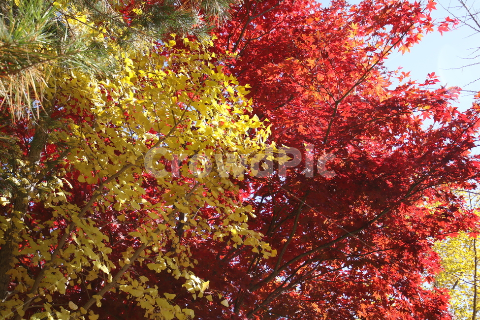 Maple leaf,ginkgo leaves,yellow,red raw,autumn leaves