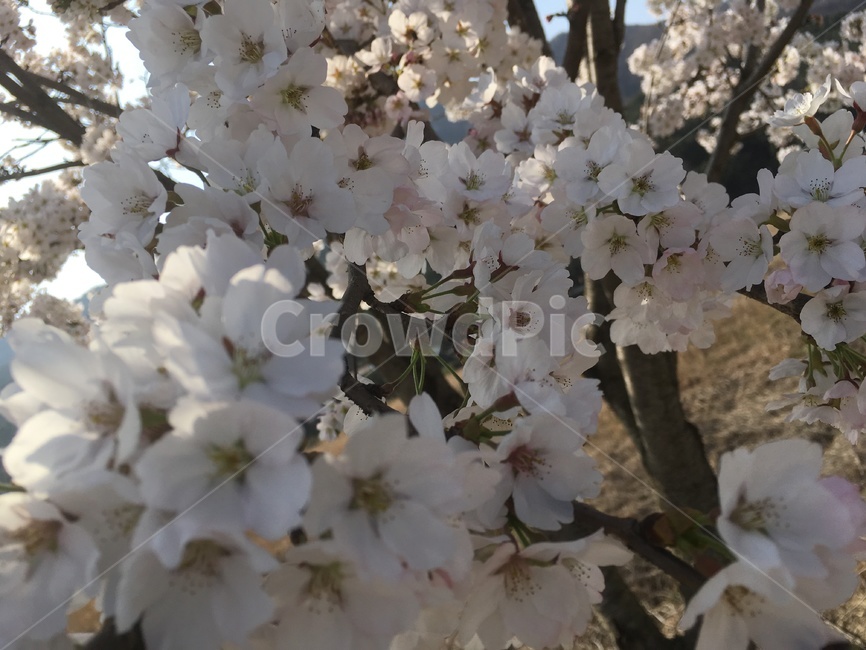 꽃,벚꽃,나무,근접,봄,봄,계절,spring,season,식물,자연,plants,nature,꽃,flower,plant,blossom,cherry blossom