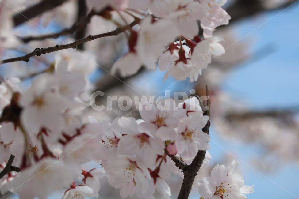 벚꽃,꽃,봄,계절,식물,자연,브라운,분홍색,하얀색,색깔,cherryblossom,pink,brown,white,flower,spring,season,color,plant,nature,봄,계절,spring,season,식물,자연,plants,nature,꽃,flower,blossom,cherry blossom