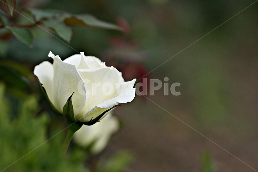 장미,꽃,공원,플라워,봄,식물,식물,자연,plants,nature,꽃,flower