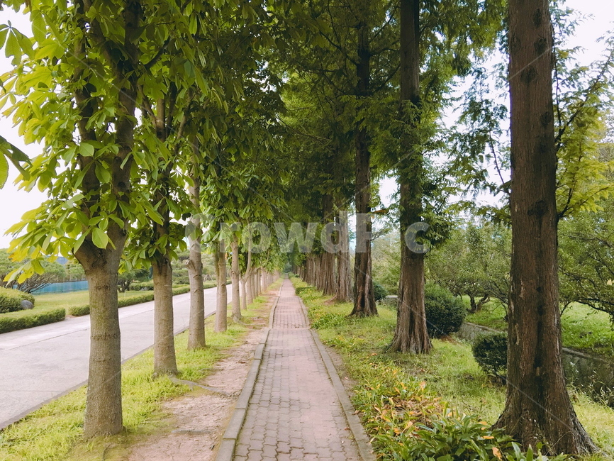 나무,길,자연,풀,tree