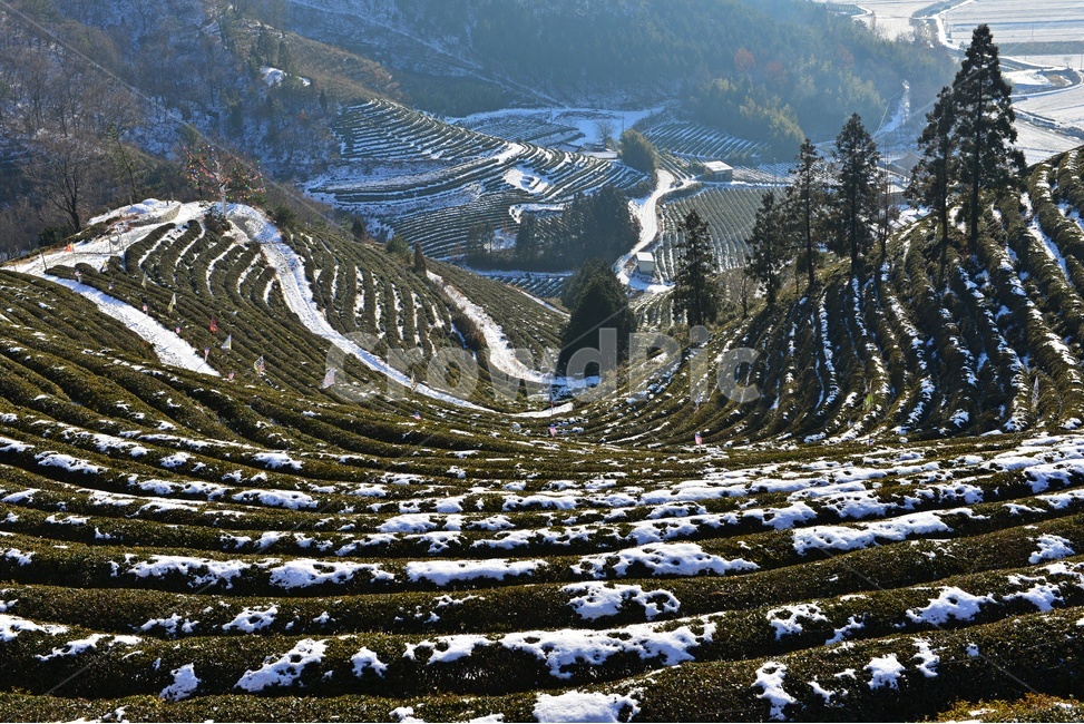 보성,봇재다원,녹차밭,봇재다원설경,설경,녹차잎,녹차,패턴,겨울,계절,눈,outdoors,옥외,nature,자연,겨울,계절,winter,season,자연,풍경,nature,landscape,한국자연풍경,한국자연경관,korea nature landscape