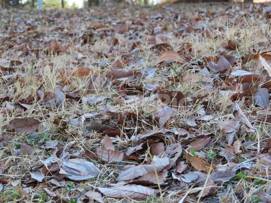 가을,낙옆,떨어지다,식물,자연,공원,쓸쓸함,잔디,thefall,fall,park,nature,parks,loneliness,grass