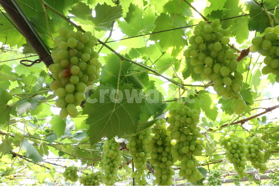 포도,청포도,과일,grape,fruit,식재료,음식,요리,food,과일,열매,fruit,농업,농사,agriculture,farming,farming industry