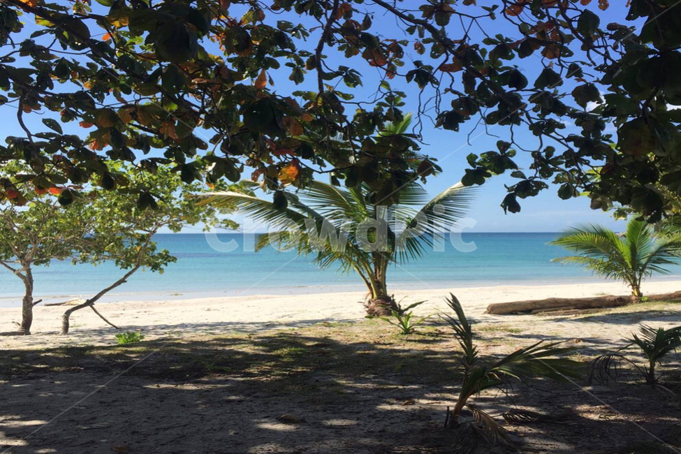 휴가,해변나무,해변,바다,모래사장,인도네시아,해변,바다,beach,sea