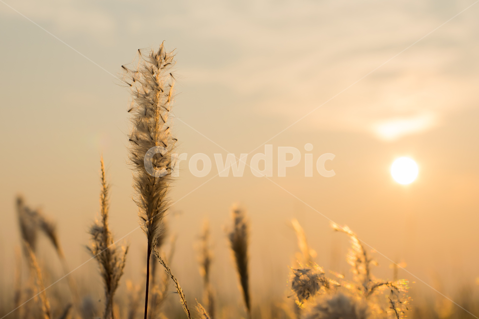 가을,갈대,감성,풍경,자연,노을,분위기,섬,수섬,빛번짐,빛,natural,landscape,blur,태양,sun,sunrise,경치,가을,계절,fall,autumn,season,식물,자연,plants,nature,감성,sensible,feeling,plant,grass,잔디,lawn