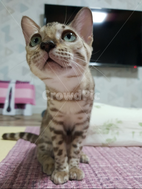 뱅갈,고양이,궁금함,호랑이무늬,집고양이