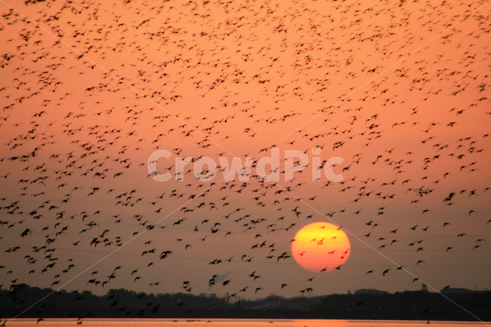 가창오리,철새,새,비상,군무,금강,해질녘,flock