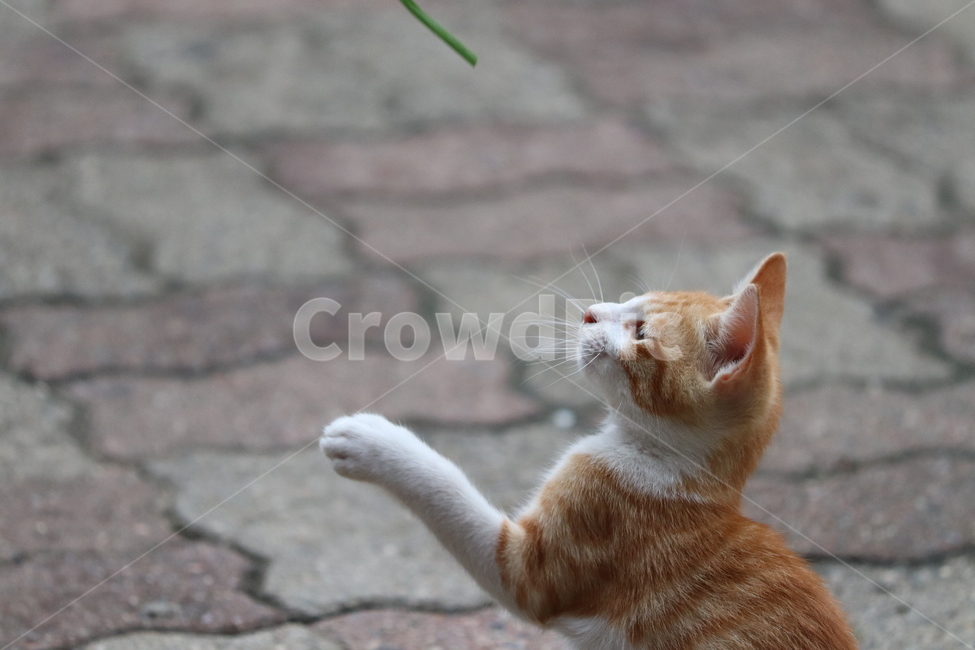 고양이,새끼고양이,cat,cute,동물,동물,animal,포유류,mammal,고양이,cat,kitten,kitty