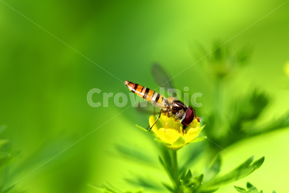 식물,꽃,야생화,들꽃,동물,곤충,식물,자연,plants,nature,꽃,flower,동물,animal,곤충,벌레,insect,bug