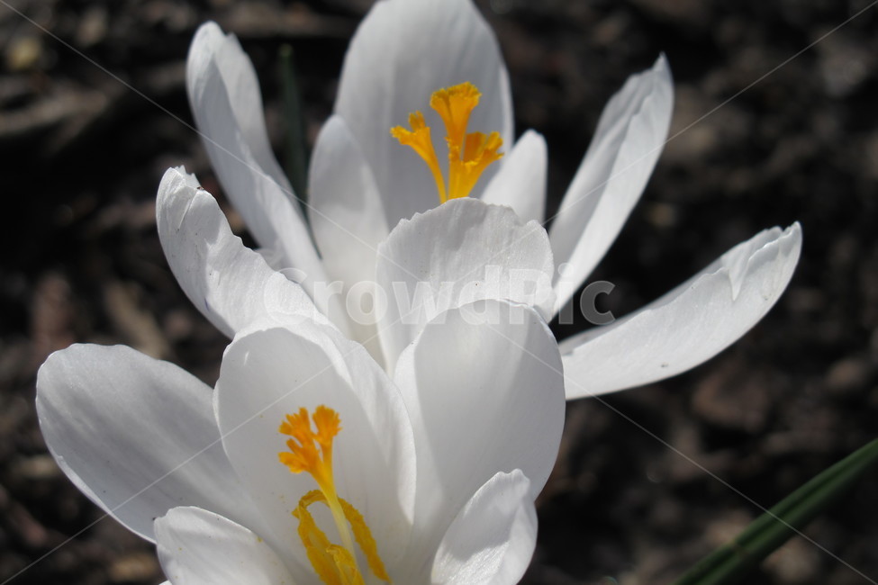 꽃,식물,공원,흰꽃,flower,흰색,plant,nature,식물,자연,plants,nature,꽃,flower