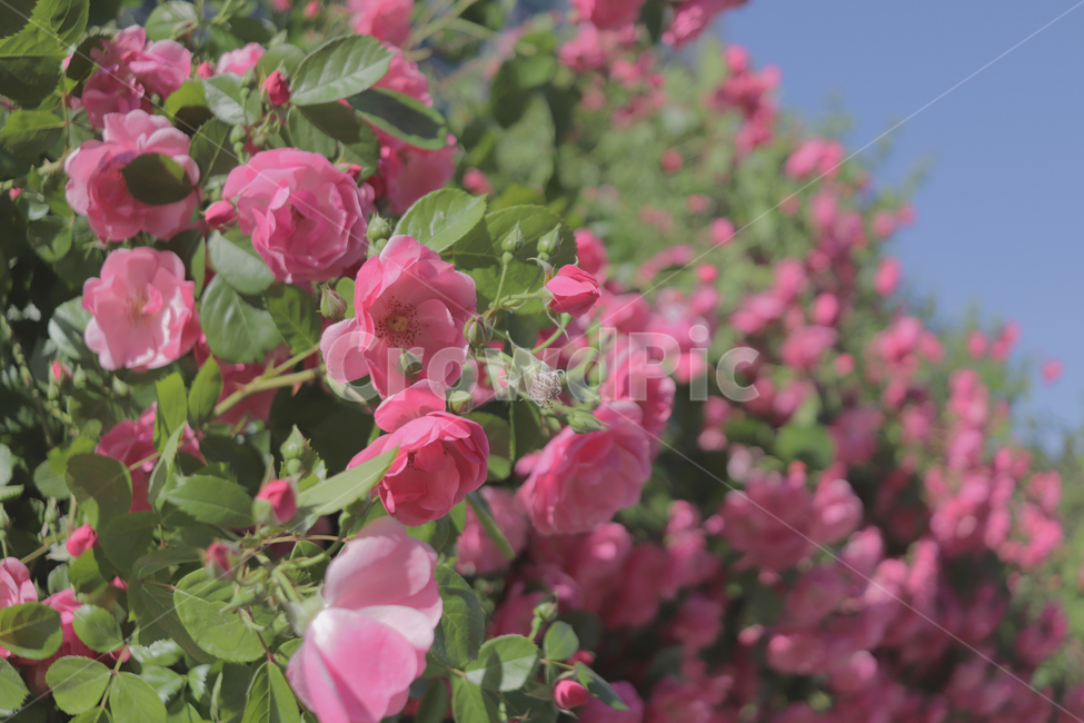 장미,핑크장미,장미담벼락,꽃,꽃배경,꽃,flower