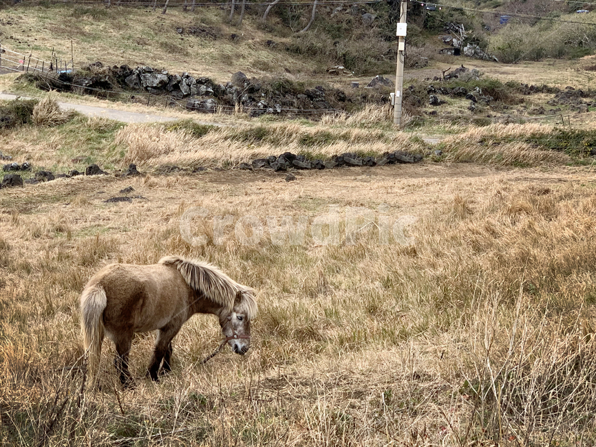 말,잔디밭,들판,풍경,horse,동물,animal,동물,animal,포유류,mammal