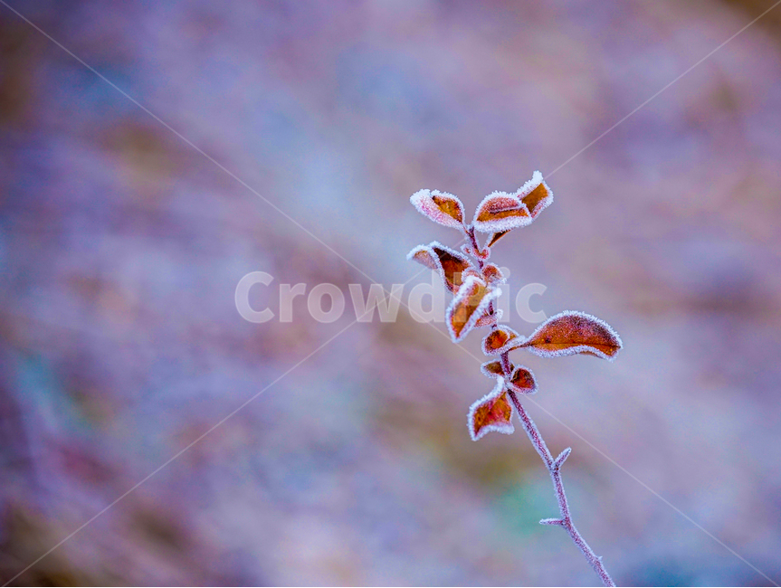 서리,서릿꽃,감성,식물,겨울,계절,접사,클로즈업,겨울,계절,winter,season,식물,자연,plants,nature