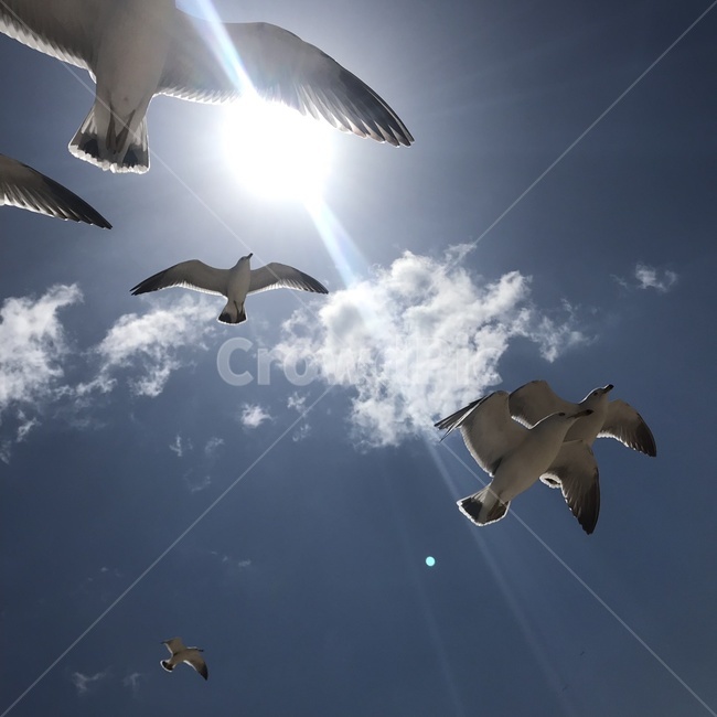 갈매기,하늘,풍경,푸른하늘,비행,동물,animal,조류,새,birds