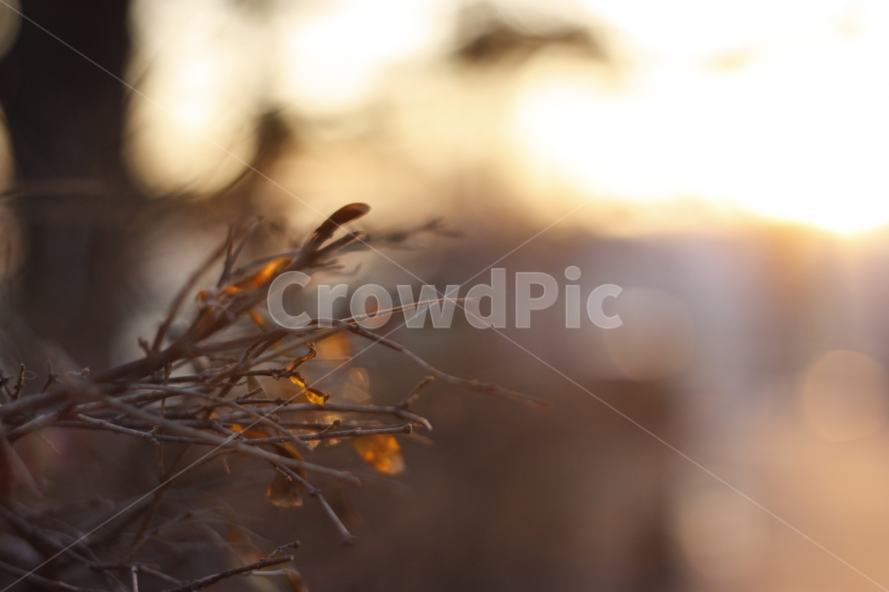 겨울,오후,따뜻함,나뭇가지,빛,겨울,계절,winter,season,식물,자연,plants,nature,감성,sensible,feeling,휴식,힐링,rest,relaxation,healing