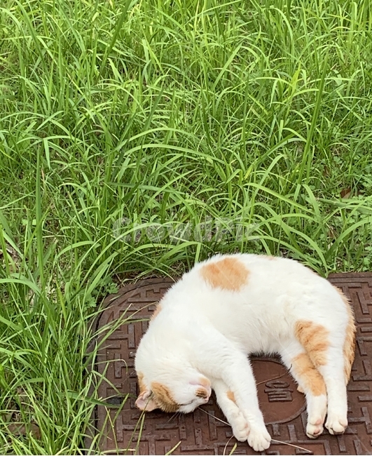 animal,동물,mammal,포유류,cat,고양이,길냥이,코숏,코리아숏헤어,치즈,자연,잔디,휴식,nature,sleep,동물,animal,포유류,mammal,고양이,cat,kitten,kitty