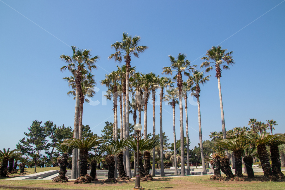 자연,제주도,주상절리,야자수,산책로,자연,풍경,nature,landscape,제주도,jeju,jeju island