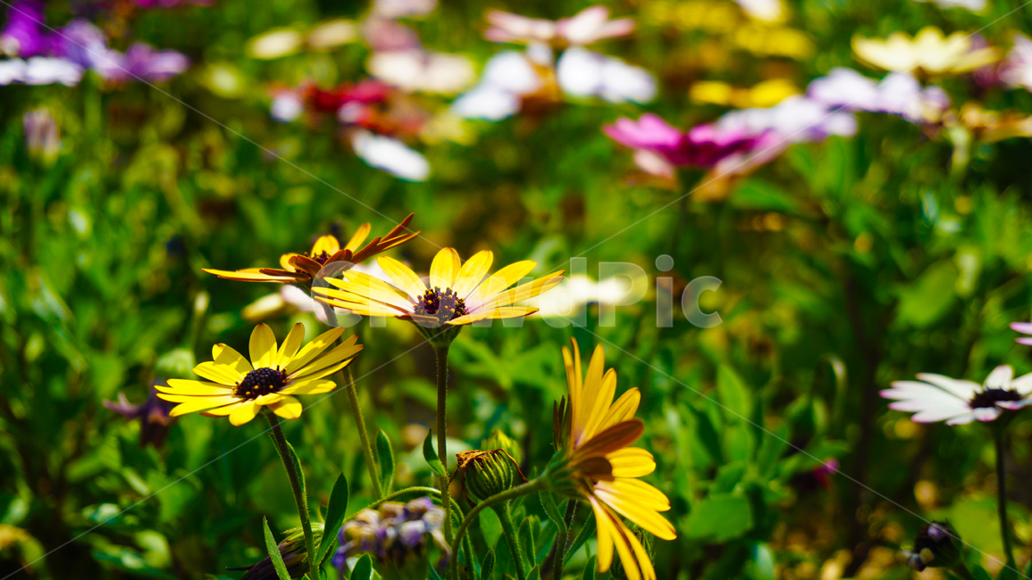 꽃,봄,여름,노란색,분홍색,흰색,보라색,초록색,자연,flower