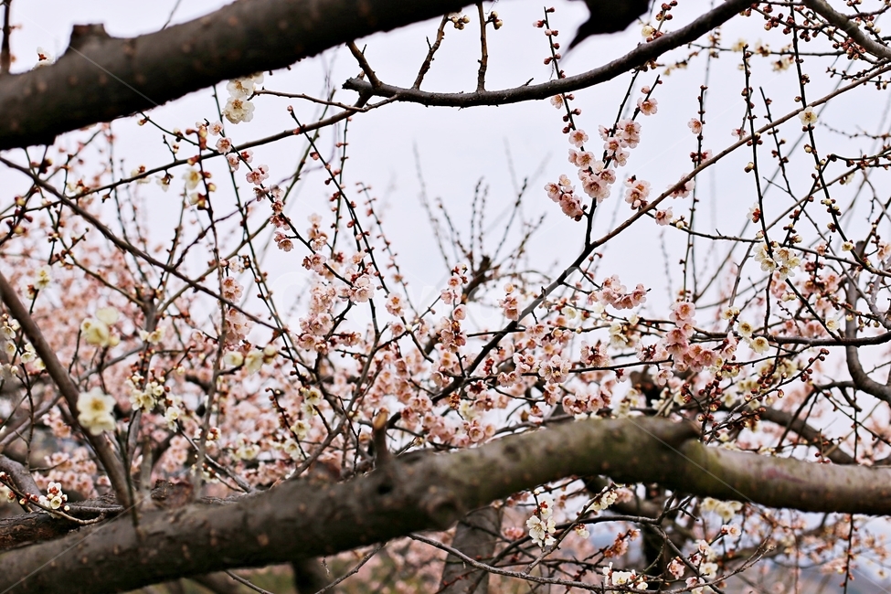 hadong,하동,매화축제,매화,매화꽃,꽃,flower,봄,계절,spring,season,식물,자연,plants,nature,꽃,flower,plant