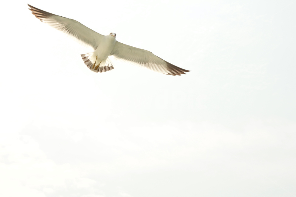 갈매기,바다,하늘,새,흰갈매기,자연,풍경,nature,landscape,동물,animal,조류,새,birds,bird,flying,나는,seagull
