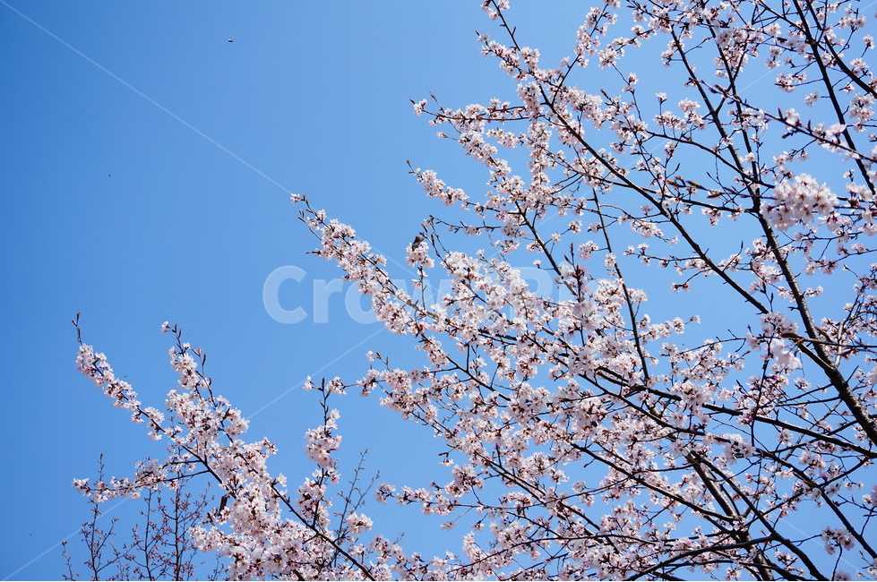 벚꽃,벚꽃나무,벚꽃잎,봄꽃,파란하늘,벚나무,봄,계절,spring,season,식물,자연,plants,nature,꽃,flower,plant,blossom