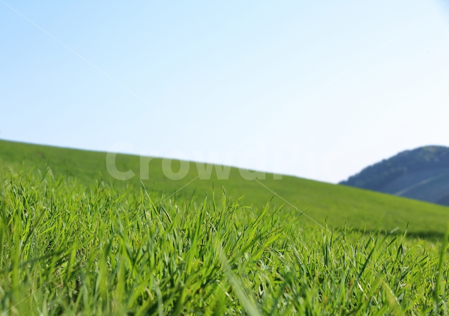 녹색,그린,하늘,sky,들판,색감,풍경,사진,이미지,초원,언덕,자연,풍경,nature,landscape,field,들,outdoors,옥외,grassland,목초지,plant,식물,grass,잔디