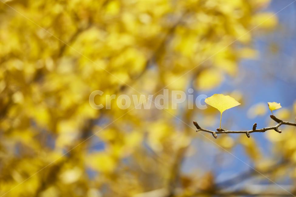 은행,은행나무,노란잎,은행잎,가을,나무,풍경,leaf,plant,식물,가을,계절,fall,autumn,season,잎