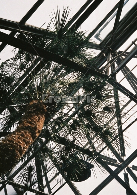 나무,건축,야자수,하늘,초록,자연,식물,선,여행,tree,plant,sky,pinetree,pine,nature,architecture,식물,자연,plants,nature,나무,trees,wood