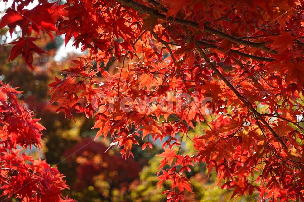 가을,단풍,가을풍경,나무,풍경,가을,계절,fall,autumn,season,식물,자연,plants,nature,나무,trees,wood,plant,leaf,잎,tree,maple