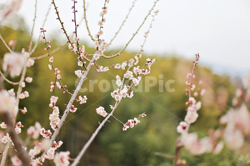하동,hadong,매화,매화축제,매화꽃,꽃,flower,봄,계절,spring,season,식물,자연,plants,nature,꽃,flower,plant