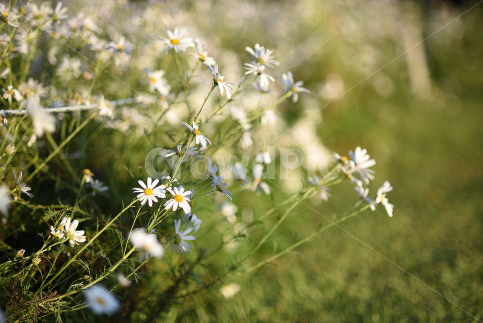 데이지,구절초,꽃,국화,flower,가을,계절,fall,autumn,season,식물,자연,plants,nature,꽃,flower,plant,daisy,daisies,blossom