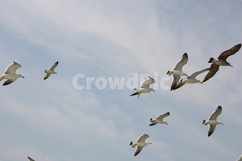 갈매기,바다,하늘,새,흰갈매기,자연,풍경,nature,landscape,동물,animal,조류,새,birds,bird,flying,나는