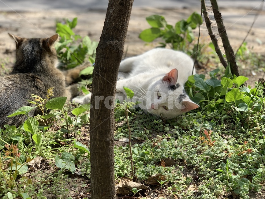 고양이,길고양이,길냥이,풀숲,여유,동물,animal,포유류,mammal,고양이,cat,kitten,kitty