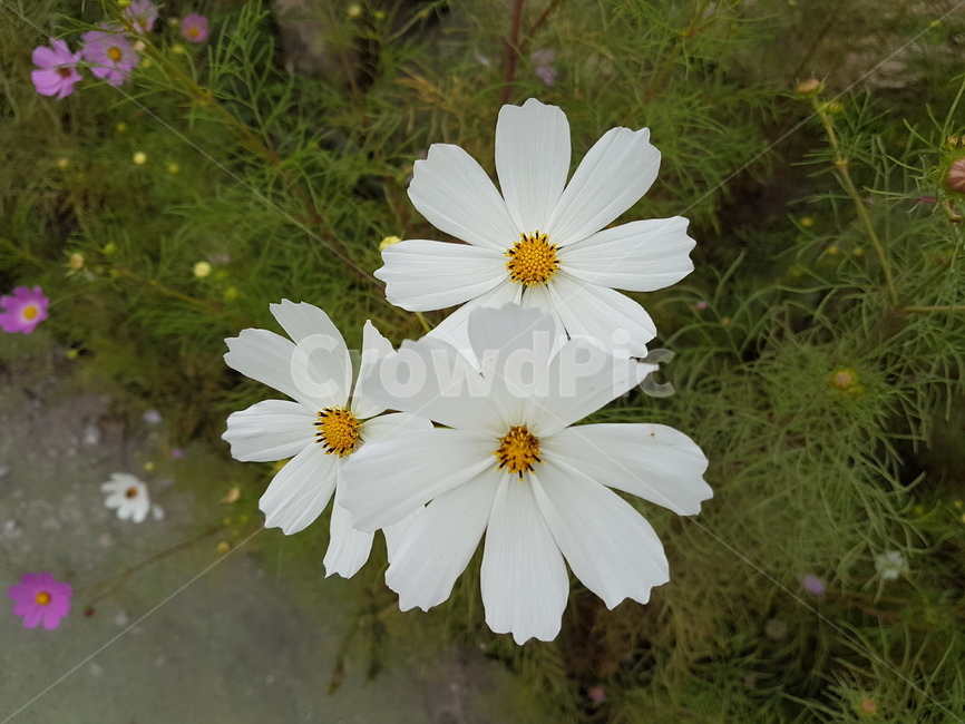 꽃,코스모스,가을,식물,흰색,가을,계절,fall,autumn,season,식물,자연,plants,nature,꽃,flower,plant